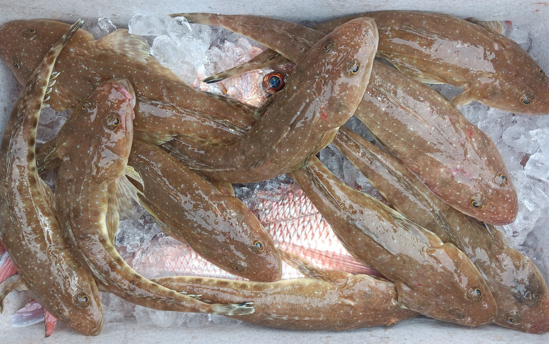 Small Fish Merimbula Amazing Merimbula | Boss Outdoor