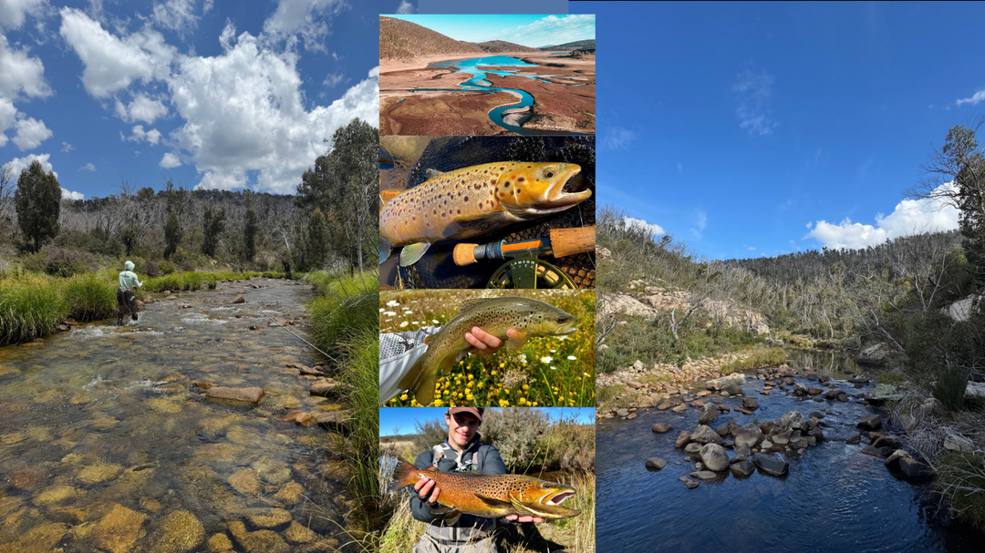 Trout Spawn Run