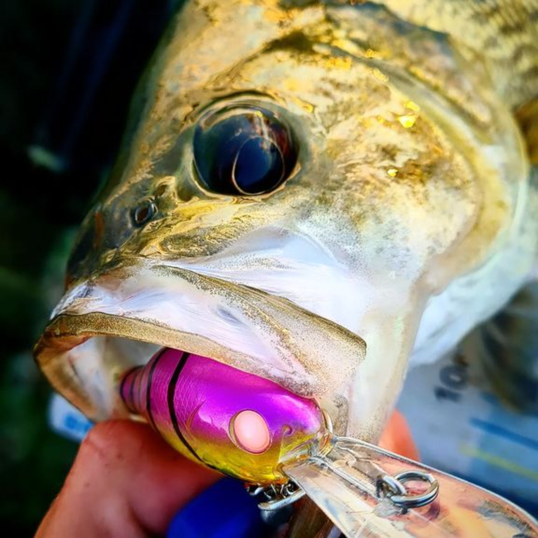 Barambah Lures Deton8or Lure