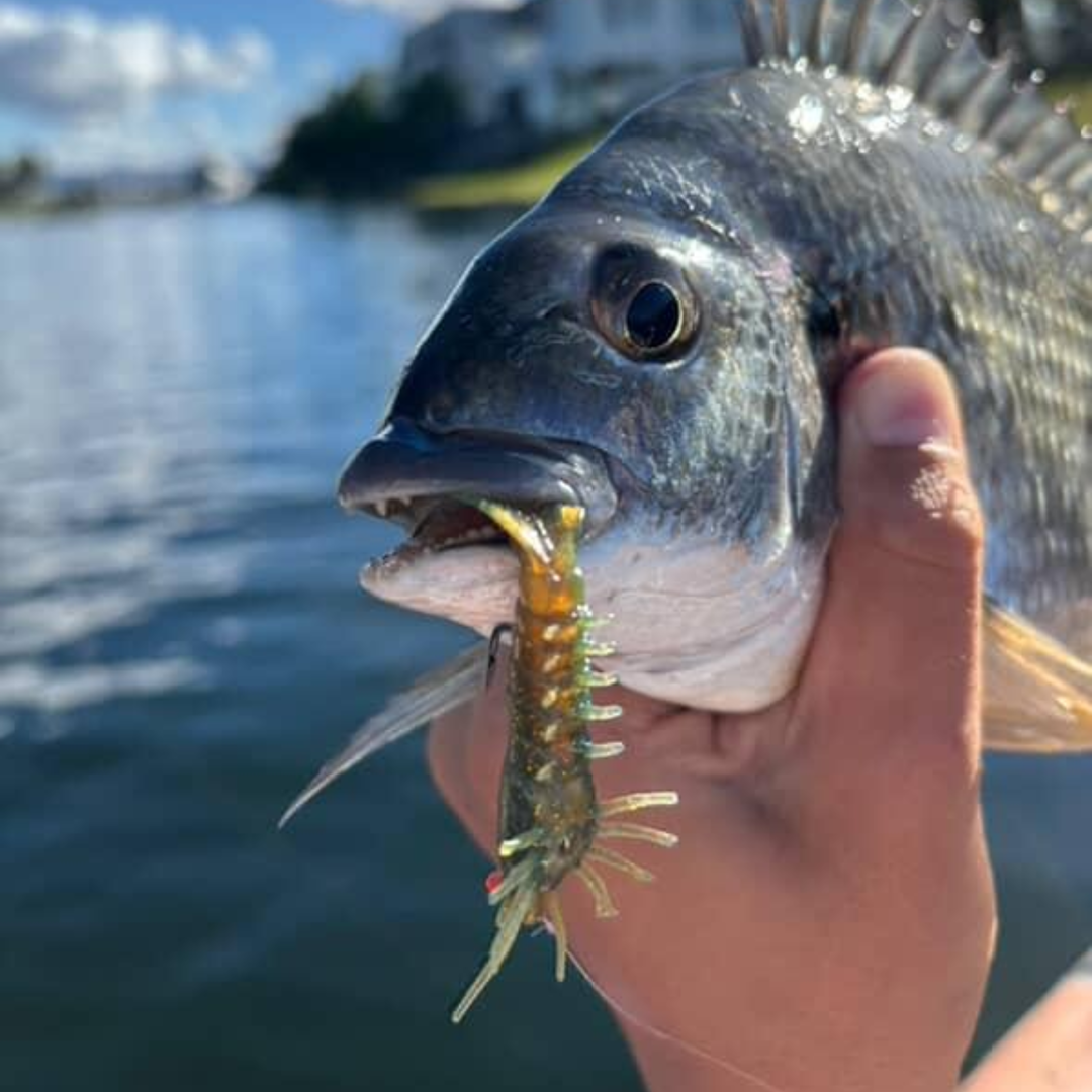 Barambah Lures Finesse Stinger Shrimp
