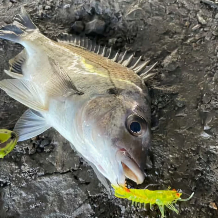 Barambah Lures Finesse Stinger Shrimp