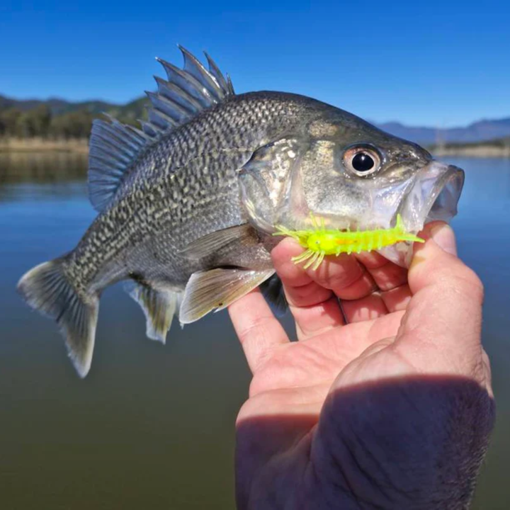 Barambah Lures Finesse Stinger Shrimp