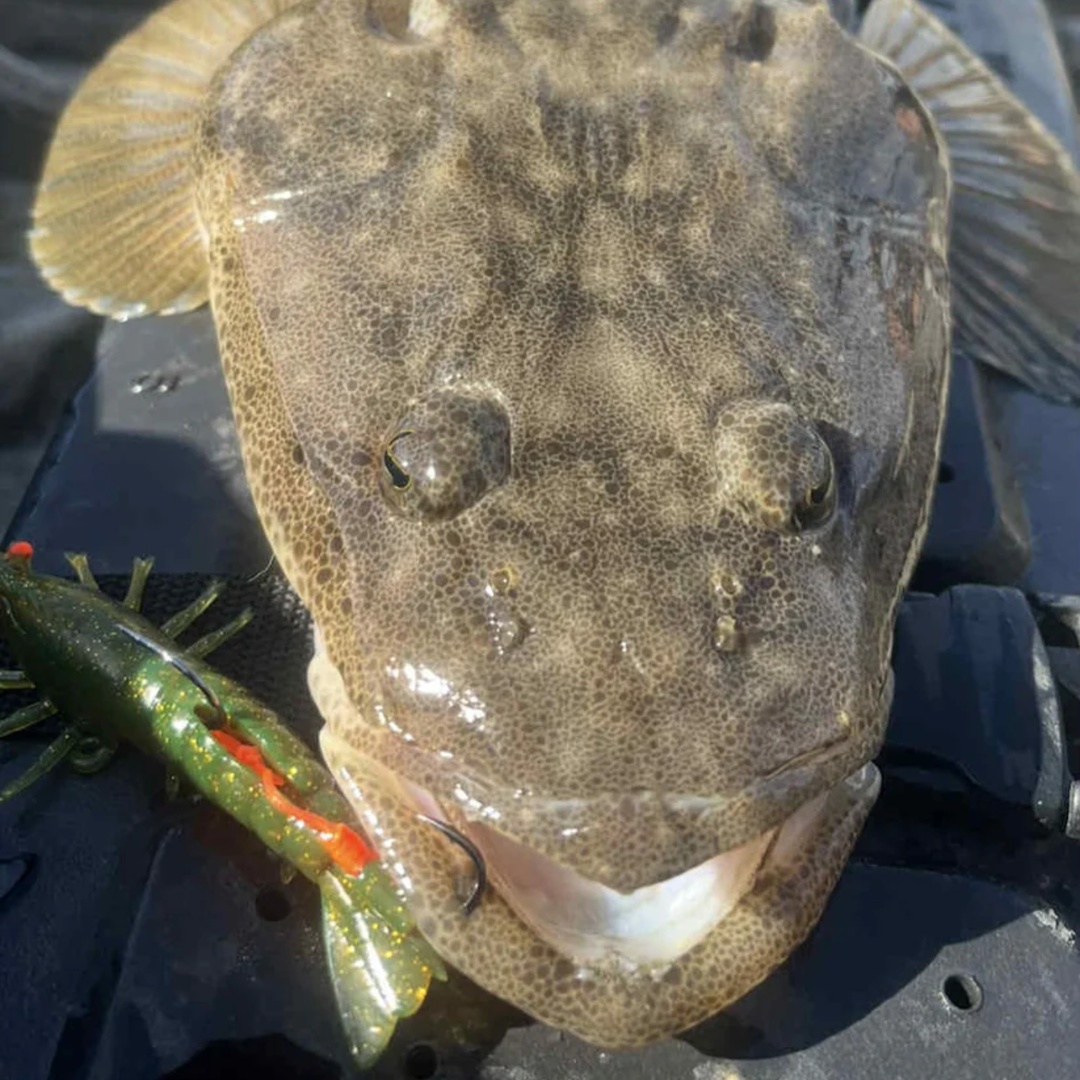 Barambah Lures Finesse Stinger Shrimp