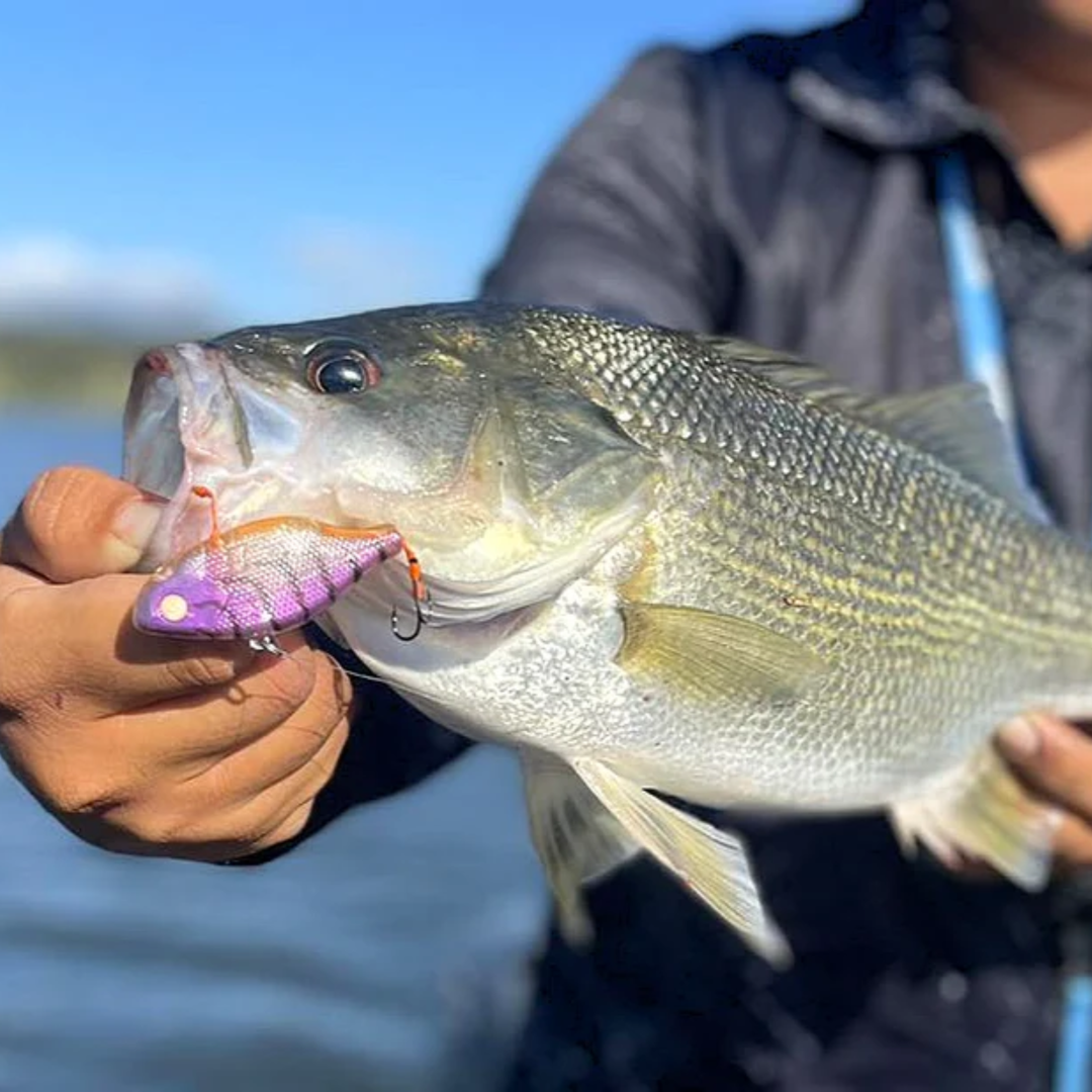 Barambah Lures Viben8or R Hard Vibe Lure
