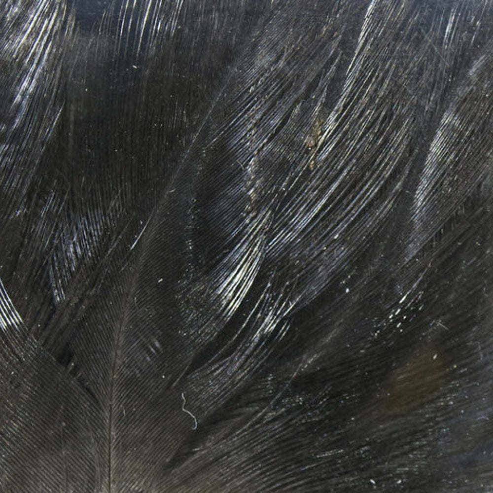 Hareline-Coq-De-Leon-Feathers-Black