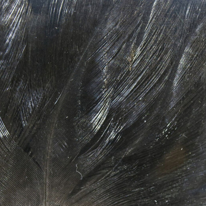Hareline-Coq-De-Leon-Feathers-Black