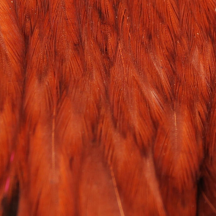 Hareline-Hen-Cape-Brown