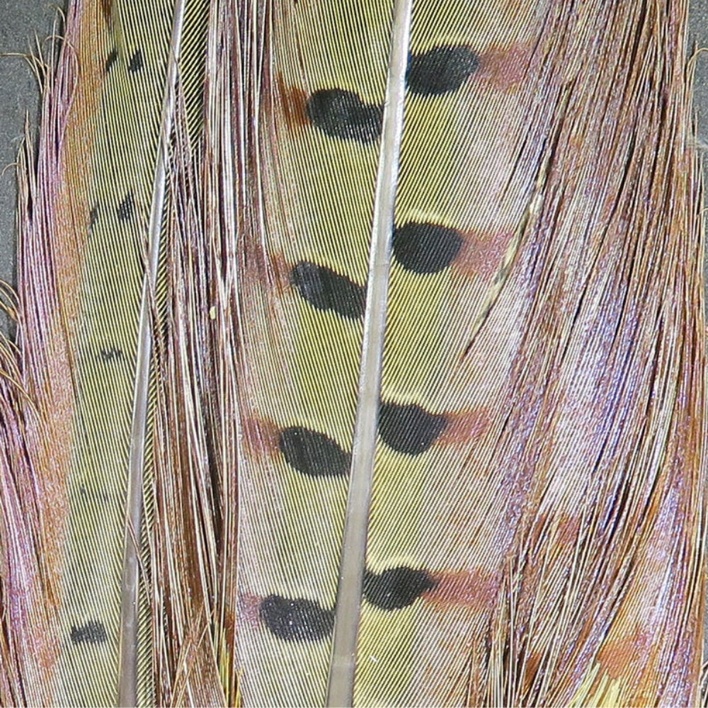 Hareline-Ringneck-Pheasant-Complete-Tail-Clump