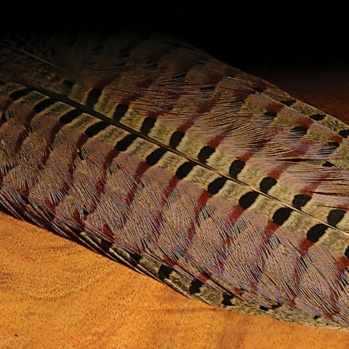 Hareline-Ringneck-Pheasant-Complete-Tail-Clump